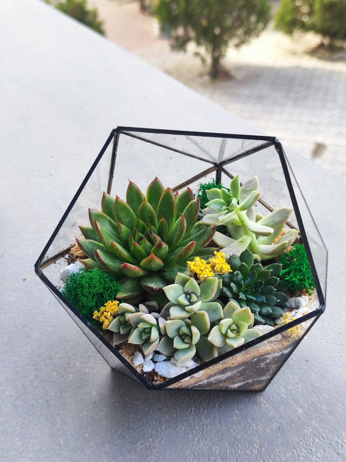 Terrarium Korporativ Hədiyyə – Şirkət tədbirlərində mükəmməl təqdimat