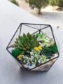 Terrarium Korporativ Hədiyyə – Şirkət tədbirlərində mükəmməl təqdimat
